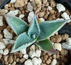 2026年最新】アガベモンタナの人気アイテム - メルカリ