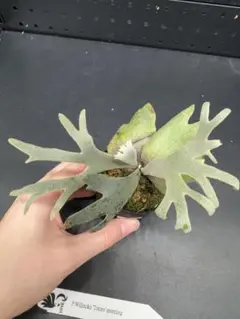 2026年最新】totor ビカクシダの人気アイテム - メルカリ