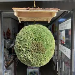 2026年最新】杉玉の人気アイテム - メルカリ