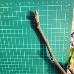 2026年最新】いちぢく穂木の人気アイテム - メルカリ