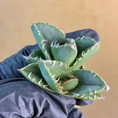 2026年最新】疣猪の人気アイテム - メルカリ