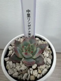 2026年最新】リンゼアナ 中里の人気アイテム - メルカリ