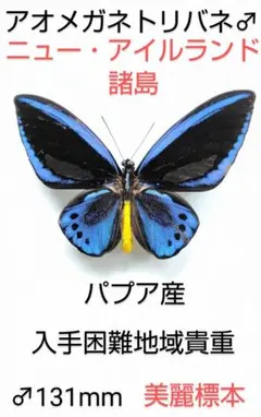 2026年最新】トリバネアゲハ 標本の人気アイテム - メルカリ