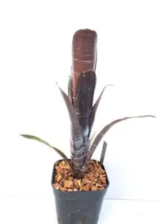 2026年最新】ビルベルギアダースベイダーの人気アイテム - メルカリ