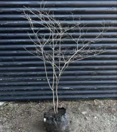 2026年最新】ナツハゼの人気アイテム - メルカリ