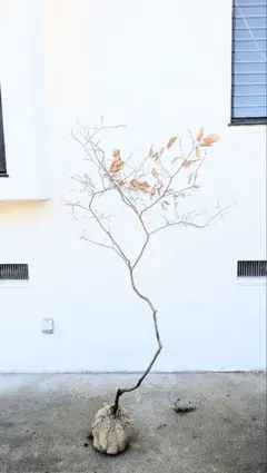 2026年最新】山採り ヤマコウバシの人気アイテム - メルカリ