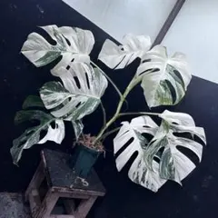 2026年最新】#モンステラホワイトタイガーの人気アイテム - メルカリ