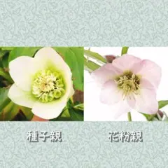 2026年最新】チベタヌス 苗の人気アイテム - メルカリ