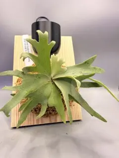 2026年最新】willinckii golden boyの人気アイテム - メルカリ