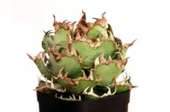 2026年最新】カクタスグリーン アガベの人気アイテム - メルカリ