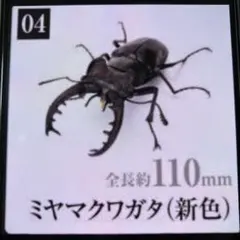 2026年最新】ミヤマクワガタ 標本の人気アイテム - メルカリ