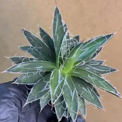 2026年最新】アカベ希少株の人気アイテム - メルカリ