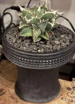 2026年最新】spicygem 鉢の人気アイテム - メルカリ