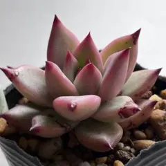 2026年最新】おらい リンゼアナの人気アイテム - メルカリ