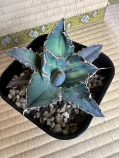 2026年最新】白鯨錦の人気アイテム - メルカリ