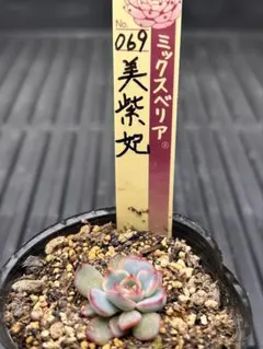 2026年最新】美紫妃の人気アイテム - メルカリ