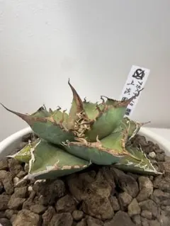 2026年最新】アガベ蜘蛛の人気アイテム - メルカリ