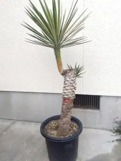 2026年最新】ユッカロストラータ ダブルヘッドの人気アイテム - メルカリ