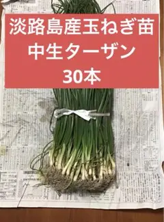 2026年最新】ターザン 苗の人気アイテム - メルカリ