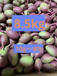 2026年最新】摘果マンゴーの人気アイテム - メルカリ