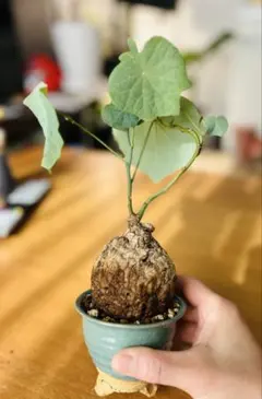 2026年最新】ステファニア スベローサの人気アイテム - メルカリ