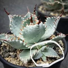 2026年最新】屈原の舞扇の人気アイテム - メルカリ