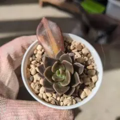 2026年最新】ブラックプリンス錦の人気アイテム - メルカリ