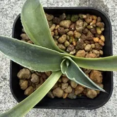 2026年最新】オバティフォリア キラーの人気アイテム - メルカリ