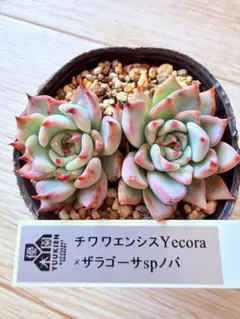 2026年最新】優木園の人気アイテム - メルカリ