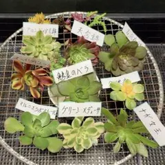 2026年最新】アエオニウム 魅金ローズの人気アイテム - メルカリ