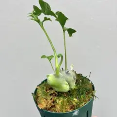 2026年最新】レカノプテリスの人気アイテム - メルカリ