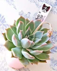 2026年最新】リンゼアナ 中里の人気アイテム - メルカリ