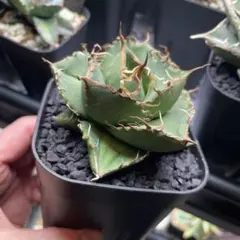 2026年最新】アガベ ハイブリットの人気アイテム - メルカリ