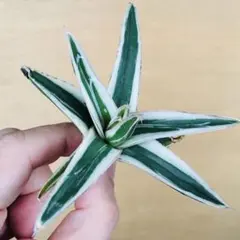 2026年最新】氷山 中斑の人気アイテム - メルカリ