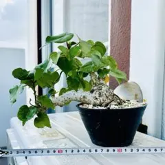 2026年最新】オオハマボウ 盆栽の人気アイテム - メルカリ