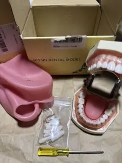 2026年最新】顎模型 歯科衛生士の人気アイテム - メルカリ