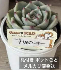 2026年最新】ファームパルクの人気アイテム - メルカリ