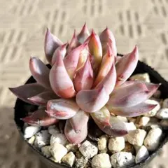 2026年最新】ミックスベリア 青鬼の人気アイテム - メルカリ