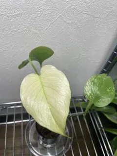 2026年最新】モンステラ ホワイト 天津蘭の人気アイテム - メルカリ