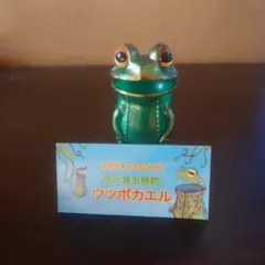 2026年最新】ウツボカエルの人気アイテム - メルカリ