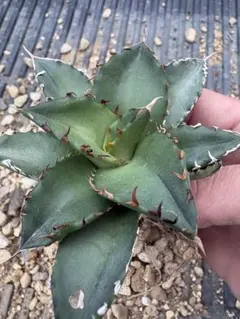 2026年最新】オテロイ 実生 選抜の人気アイテム - メルカリ