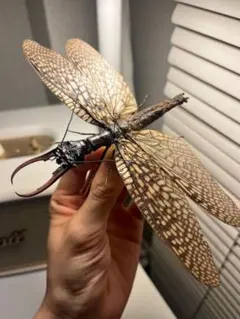 2026年最新】オオキバヘビトンボの人気アイテム - メルカリ