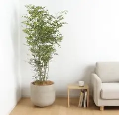 2026年最新】セメント鉢 無印の人気アイテム - メルカリ