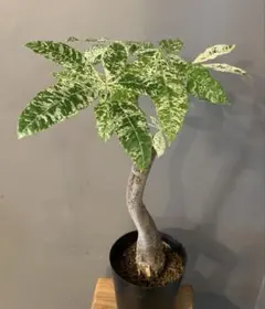 2026年最新】パキラミルキーウェイの人気アイテム - メルカリ