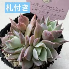 2026年最新】ザラゴーサspノバの人気アイテム - メルカリ