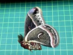 2026年最新】ヤママユ 昆虫標本の人気アイテム - メルカリ