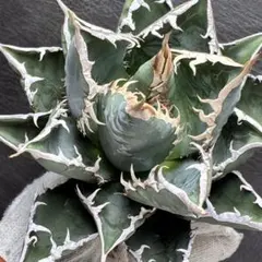 2026年最新】アガベ海王の人気アイテム - メルカリ