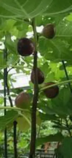 2026年最新】イチジク ブラックマデイラの人気アイテム - メルカリ