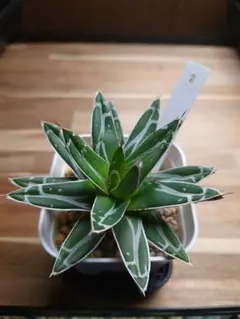 2026年最新】笹の雪 ダルマの人気アイテム - メルカリ