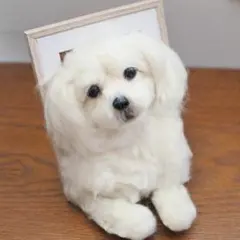 2026年最新】羊毛フェルト マルチーズの人気アイテム - メルカリ